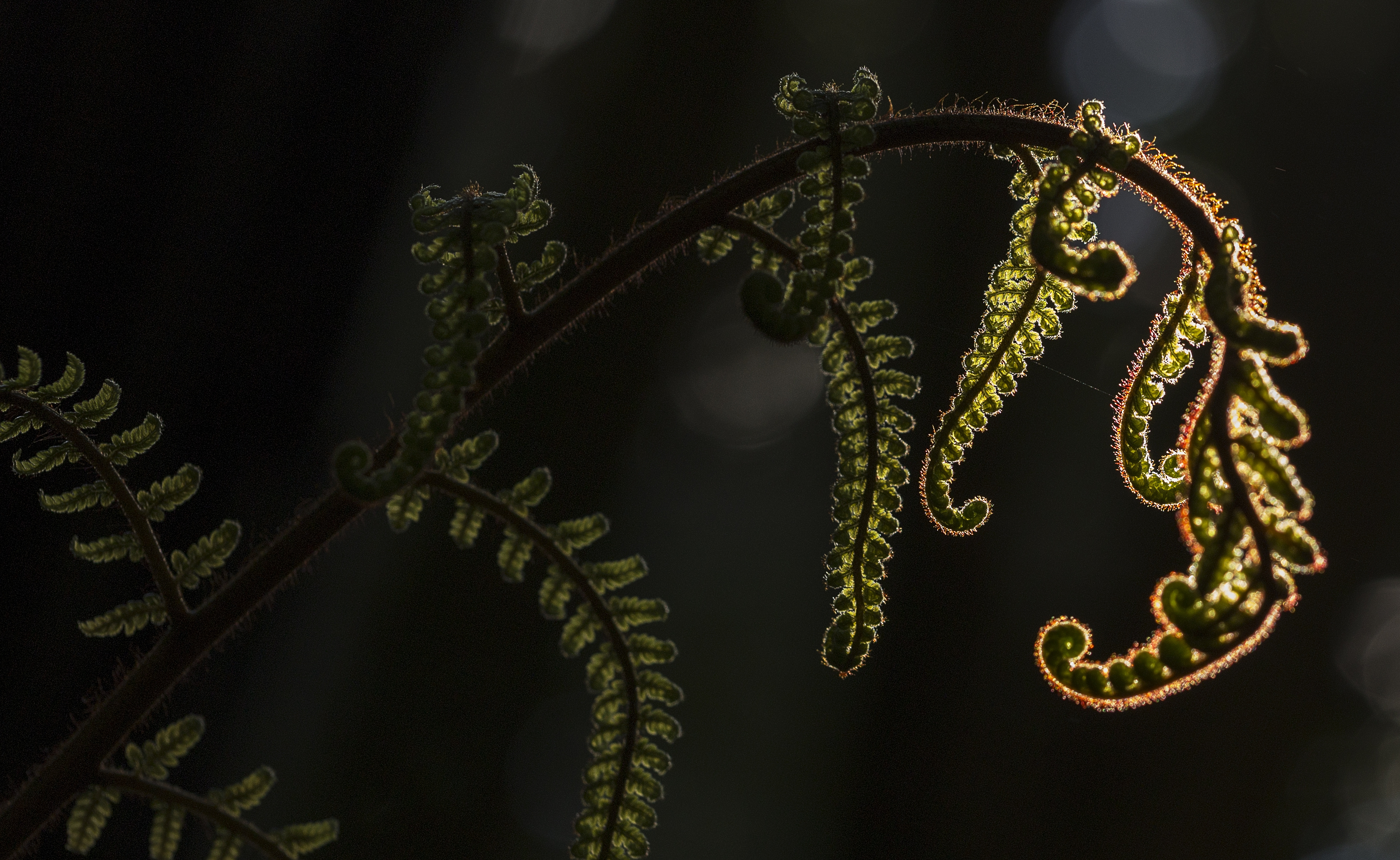 Koru Strategies cover image