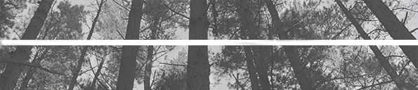 Dragonfly Software cover image