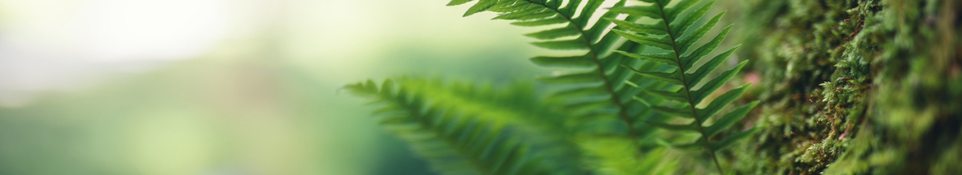 Fernleaf Learning cover image